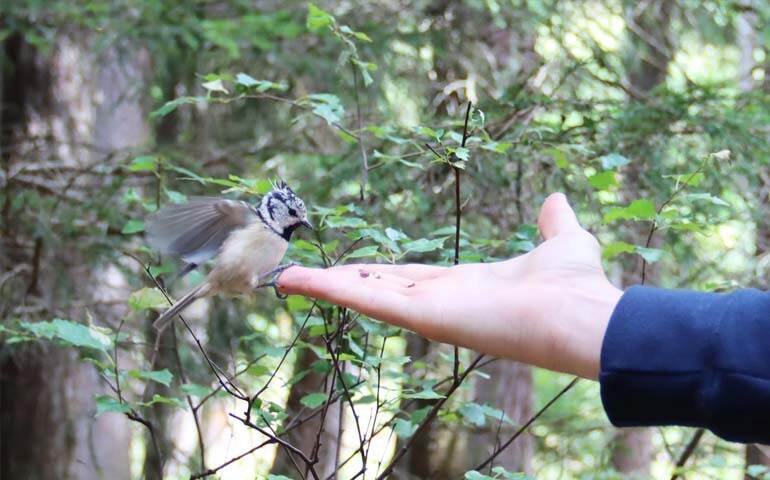 bird_discover_graubuenden_lenzerheide