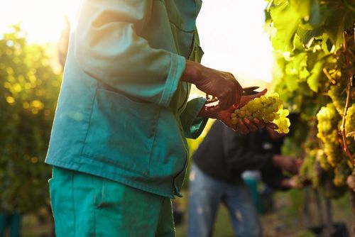 Weinernte 2024 fällt wohl 4,9 Prozent niedriger aus als im Vorjahr